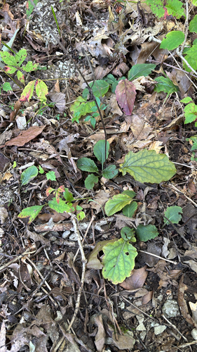 iNaturalist observation photo of lyreleaf sage