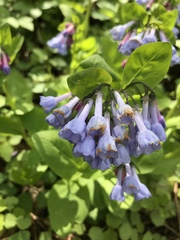 Mertensia virginica