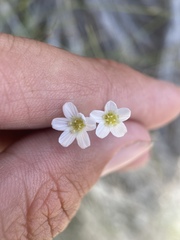 Eremogone ferrisiae