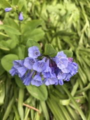 Mertensia virginica