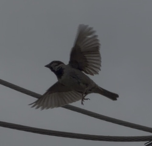 House Sparrow