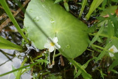 Nymphoides aquatica