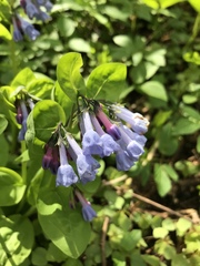 Mertensia virginica