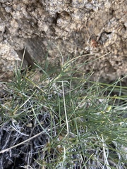 Eremogone ferrisiae