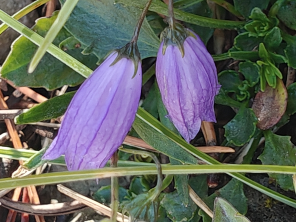 Campanula cespitosa; photograph (c) Em Calam, some rights reserved (CC BY)
