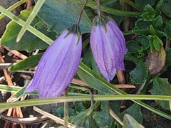 Campanula cespitosa