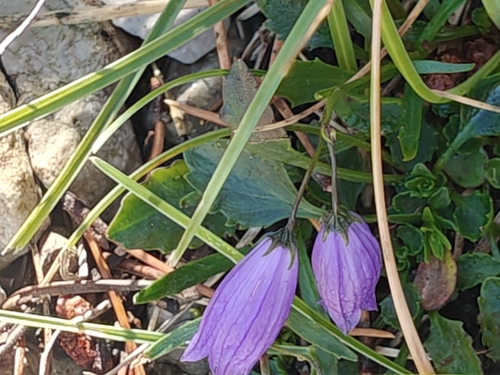 Campanula cespitosa, photograph 1