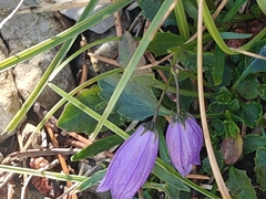 (c) Em Calam, some rights reserved (CC BY) Campanula cespitosa, photograph (c) Em Calam, some rights reserved (CC BY)