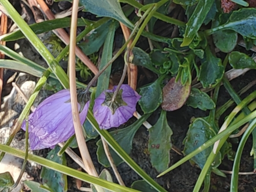 Campanula cespitosa, photograph 3