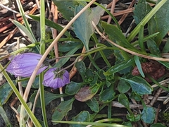 (c) Em Calam, some rights reserved (CC BY) Campanula cespitosa, photograph (c) Em Calam, some rights reserved (CC BY)