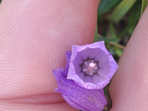 Campanula cespitosa, photograph 5