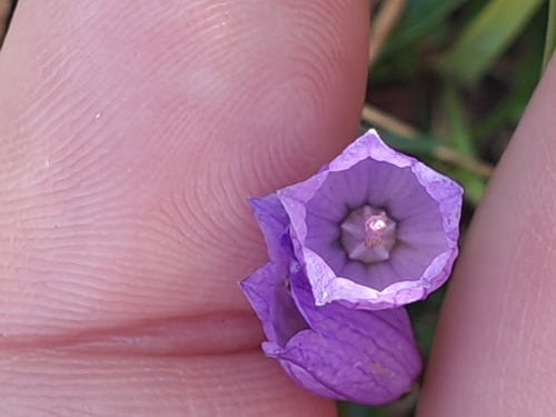 Campanula cespitosa, photograph 6