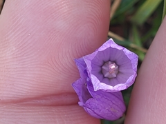 Campanula cespitosa, photograph (c) Em Calam, some rights reserved (CC BY)