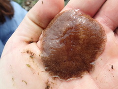Kaburakia excelsa