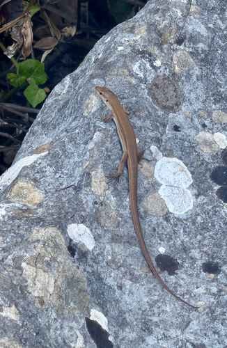 Dalmatian Wall Lizard
