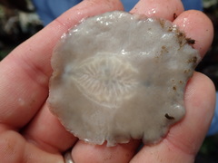 Kaburakia excelsa