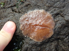 Kaburakia excelsa