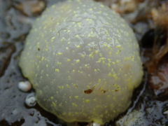 Acanthodoris hudsoni