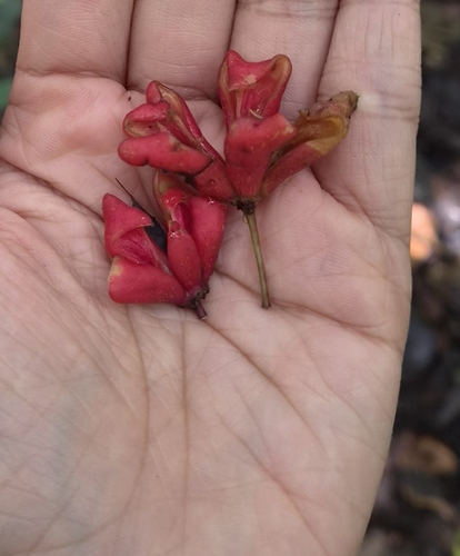 Euonymus indicus observed 2026-08-21