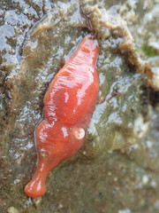 Nipponnemertes bimaculata