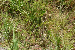 Lachnocaulon