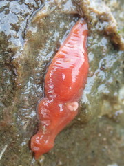 Nipponnemertes bimaculata