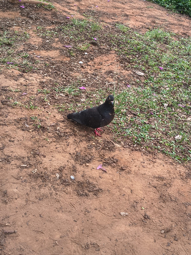 Feral Pigeon