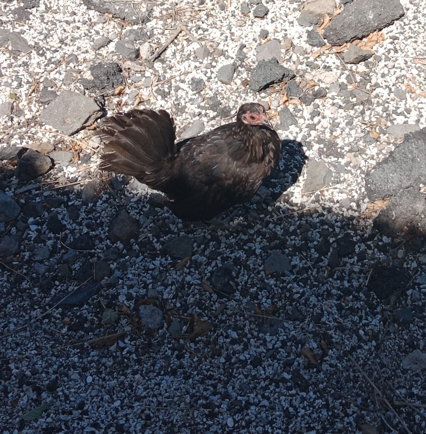 Gallo silvestre