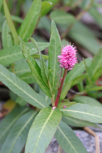 water smartweed