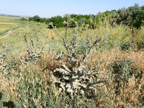 cotton thistle