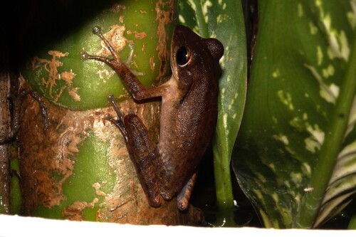 Common Southeast Asian Tree Frog