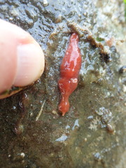 Nipponnemertes bimaculata