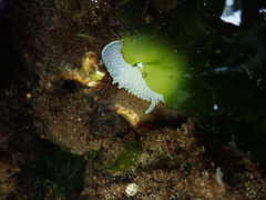 Acanthodoris hudsoni