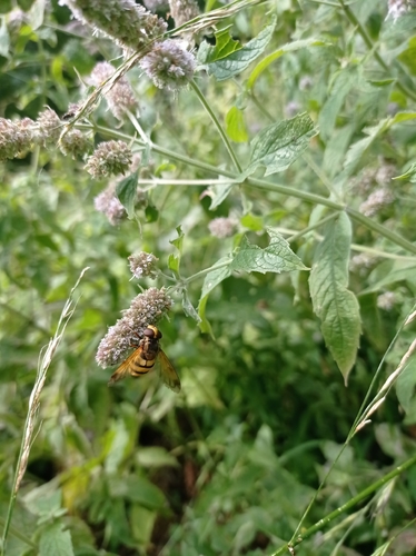 Lesser Hornet Hoverfly