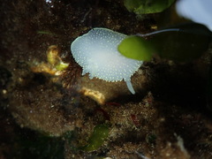 Acanthodoris hudsoni