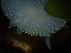 Acanthodoris hudsoni