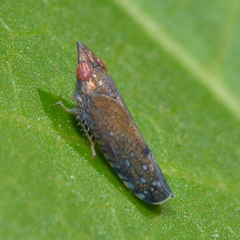 Scaphytopius rubellus
