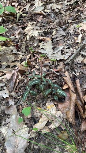 iNaturalist observation photo of striped wintergreen
