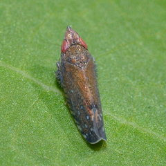 Scaphytopius rubellus