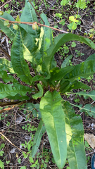 Rumex crispus