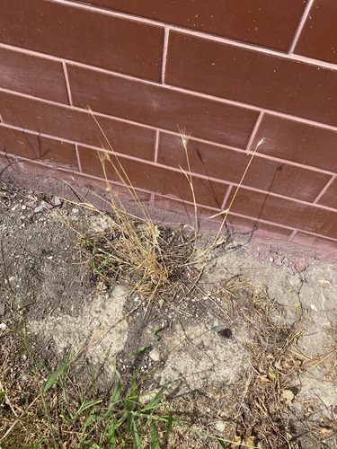wall barley