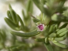 Nitrophila occidentalis