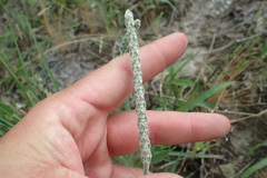 Plantago wrightiana