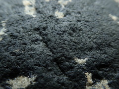 Hydropunctaria maura