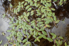Potamogeton diversifolius