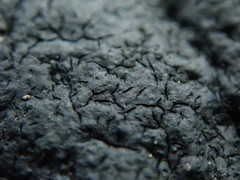 Hydropunctaria maura