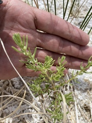 Nitrophila occidentalis