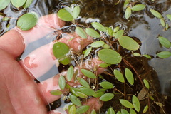 Potamogeton diversifolius