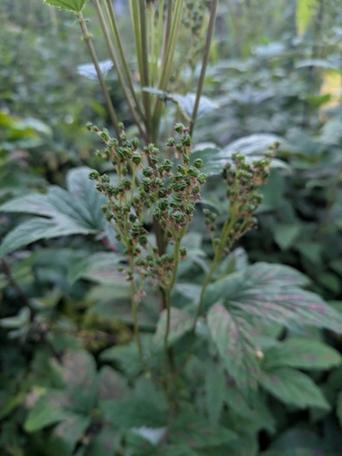 Meadowsweet