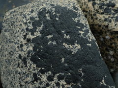 Hydropunctaria maura